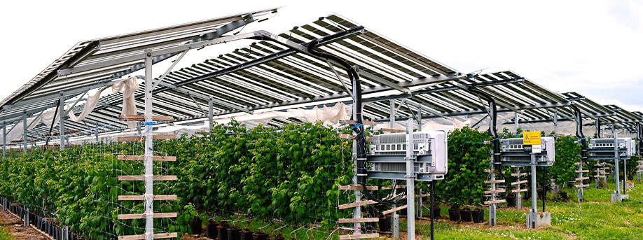 Photo d'une exploitation agri-photovoltaïque avec des cultivations abondantes sous les panneaux.