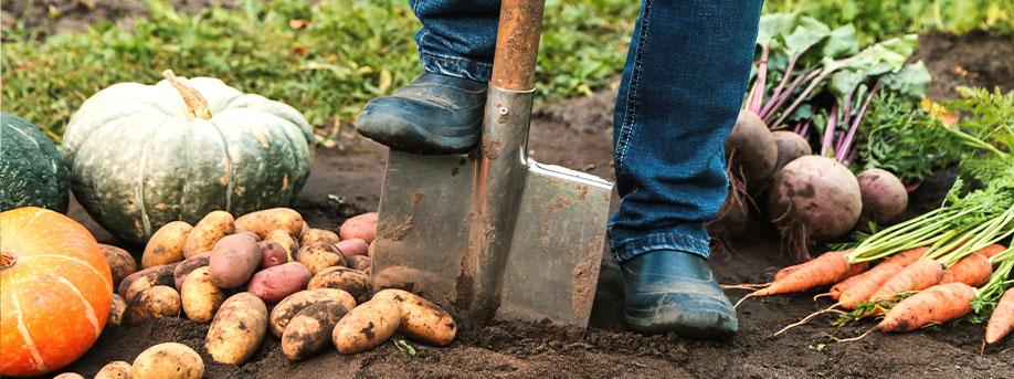Photo d'une agriculture biologique et durable. Plan du pied d'un agriculteur et d'une pelle entourée de cultivations riches et diverses de légumes.