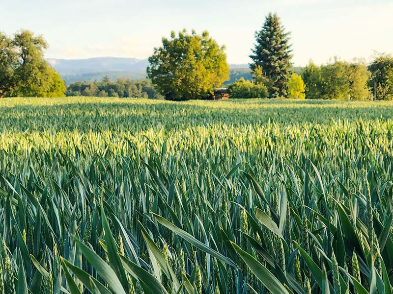 Vers une agriculture durable